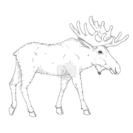 Illustration for Vector Sketch Moose Illustration. Side View - Royalty Free Image