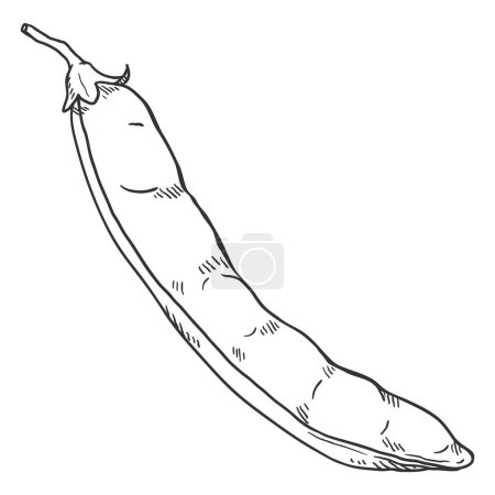 Illustration for Vector Sketch Peas Pod - Royalty Free Image