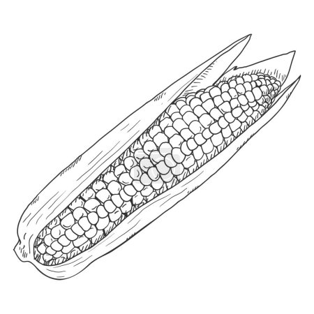 Illustration for Vector Sketch Corn Cob with Leaves - Royalty Free Image