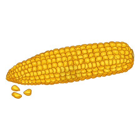 Ilustración de Vector de dibujos animados hervido mazorca de maíz amarillo - Imagen libre de derechos