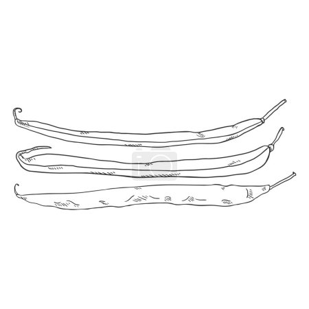 Illustration for Vector Sketch French Beans - Royalty Free Image