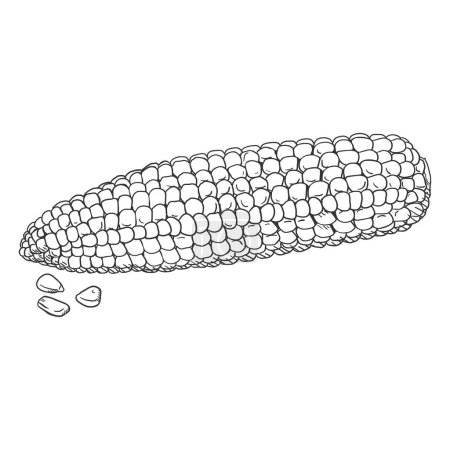 Ilustración de Vector Sketch mazorca de maíz - Imagen libre de derechos