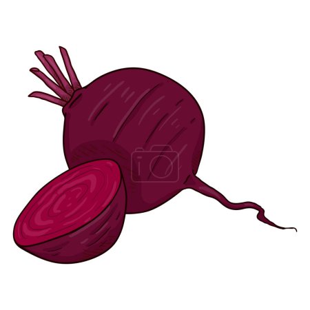 Illustration for Vector Cartoon Red Beetroot Illustration - Royalty Free Image