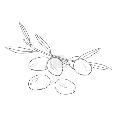 Ilustración de Bosquejo vectorial Aceitunas en rama con hojas - Imagen libre de derechos