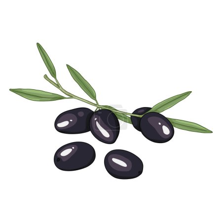 Illustration for Vector Cartoon Black Olives on Branch with Leaves - Royalty Free Image