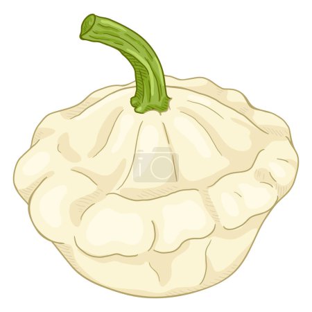 Ilustración de Vector Cartoon White Squash. Fruta de Patisson - Imagen libre de derechos