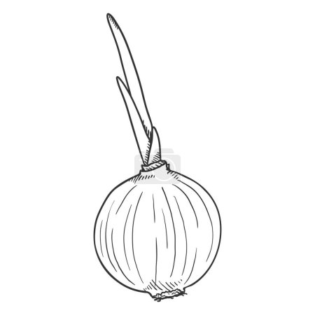 Ilustración de Vector Sketch Bombilla de cebolla con brote - Imagen libre de derechos