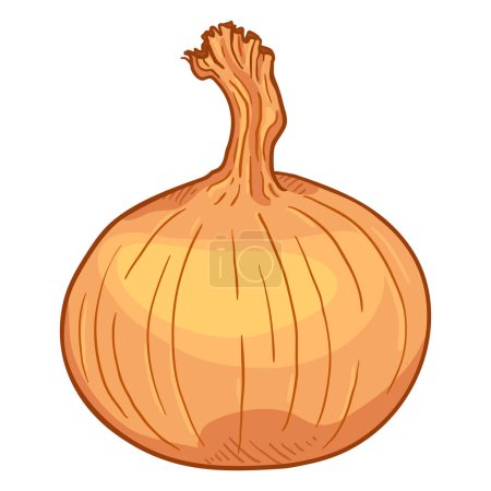 Ilustración de Bombilla de cebolla amarilla de dibujos animados vectorial - Imagen libre de derechos