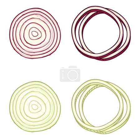 Téléchargez les illustrations : Dessin animé vectoriel tranches rondes d'oignon blanc et rouge - en licence libre de droit