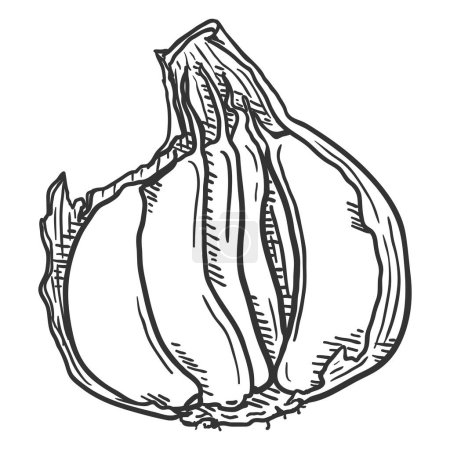 Téléchargez les illustrations : Croquis vectoriel gousses d'ail dans Peel - en licence libre de droit