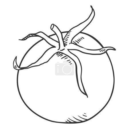 Téléchargez les illustrations : Croquis vectoriel Tomate - en licence libre de droit