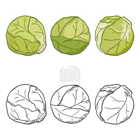 Illustration for Vector Set of Cartoon and Sketch Illustrations - Brussels Sprouts - Royalty Free Image