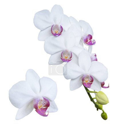 Foto de Conjunto de phalaenopsis hermosa de la orquídea, orquídea de la polilla, flores de la orquídea aisladas sobre fondo blanco. - Imagen libre de derechos