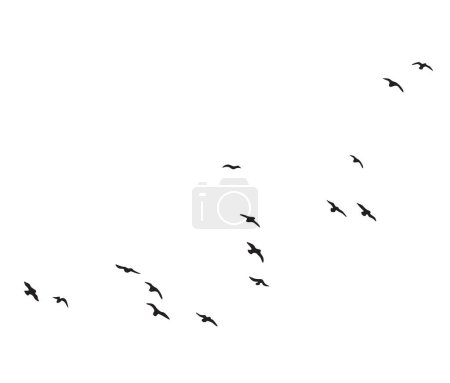 Illustration for Black silhouette of flying birds group isolated on white background. Vector design element. Bird flock simple illustration. - Royalty Free Image