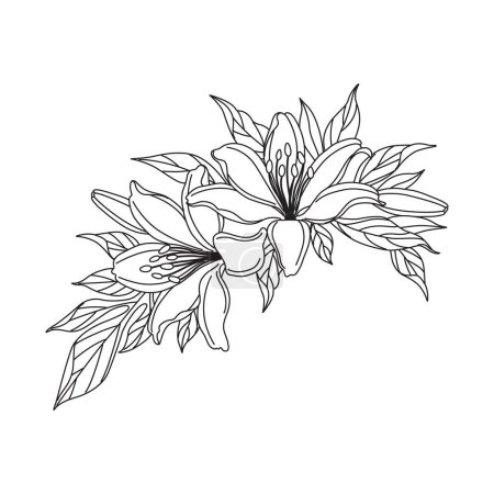 Ilustración de Linear drawing lily flowers bunch isolated on white. Black outline of lilies buds and leaves. Vector monochrome elegant floral composition in vintage style, tattoo design, coloring page. - Imagen libre de derechos