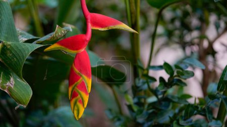 beautiful red Heliconia flower, tropical flower. rostrata, Lobster Hanging Claw or False Bird of Paradise. plant, are a source of nectar for birds and insects.                                  