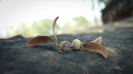 Foto de Primer plano de Dipterocarpus alatus, semilla voladora de árbol de dipterocarpus sobre fondo de la cara de piedra. - Imagen libre de derechos