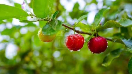 Fresh organic Acerola cherry.Thai or Acerola cherries fruit on the tree, high vitamin C and antioxidant fruits.                                