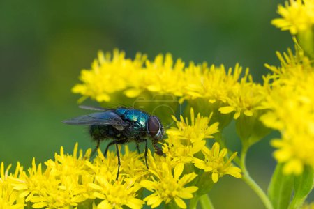 Photo for Green bottle fly full of pollen sitting in a yellow goldenrod flower - Royalty Free Image