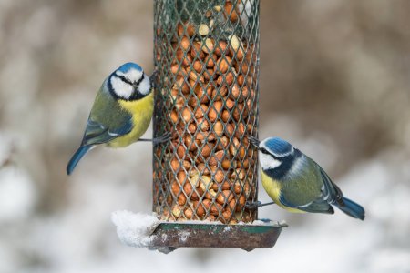 Photo for Two cute blue tit birds sitting on a bird feeder with peanuts in winter with snow and one has eye contact - Royalty Free Image