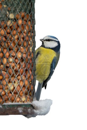 Photo for Close up of blue tit bird on old green peanut birdfeeder in winter on the left side isolated on white with copy space to the right - Royalty Free Image