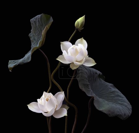 Téléchargez les photos : La saison des fleurs de lotus blanc. - en image libre de droit