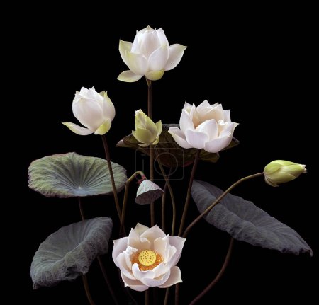 Foto de La estación del loto blanco florece. - Imagen libre de derechos
