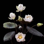 The season of white lotus blooms.
