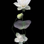 Beautiful pure white lotus in black background