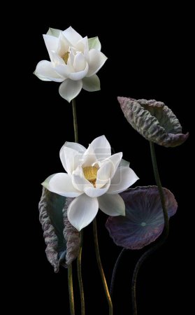 Photo for Beautiful white lotus flowers blooming in the lake - Royalty Free Image