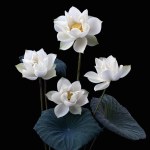 beautiful white lotus flowers blooming in the lake