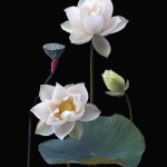 beautiful black background white lotus photo.