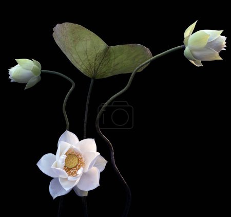 The season of beautiful white lotus blooms has returned