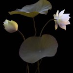 beautiful white lotus on black background