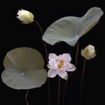 beautiful white lotus on black background