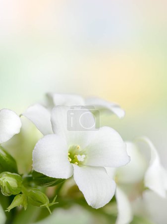 Photo for Closeup of white kalanchoe flowers on a colorful background for copy space - Royalty Free Image