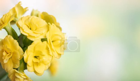 Photo for Closeup of yellow kalanchoe flowers on a colorful background for copy spac - Royalty Free Image