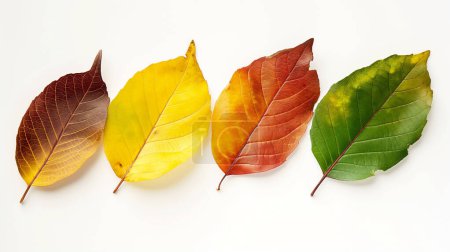 Vier Herbstblätter im Gefälle von grün nach braun 