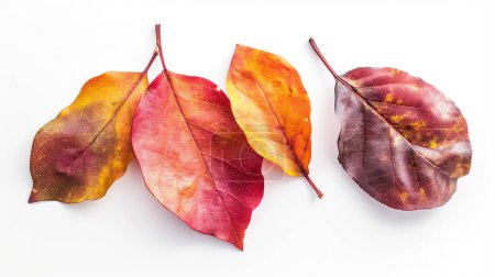 Cuatro hojas coloridas de otoño con diferentes tonos sobre un fondo blanco. ilustración por generative ai