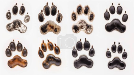 Verschiedene Tierpfoten-Prints reihenweise auf weißem Hintergrund, die verschiedene Muster und Größen aufweisen.