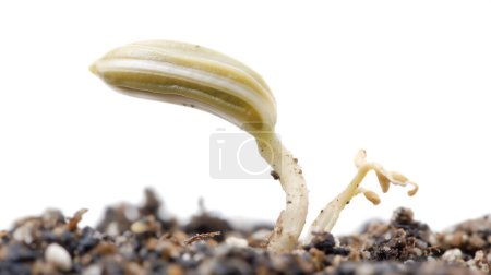 A seedling sprouting from soil, symbolizing new life and growth.