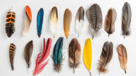 A collection of various bird feathers arranged in a row on a white background.