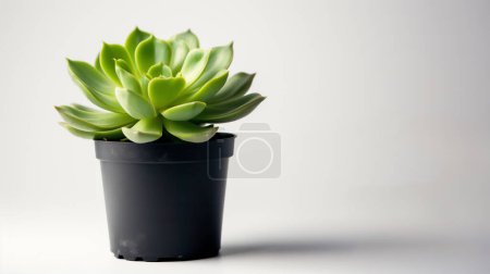 Bright green succulent in a black pot against a white background.
