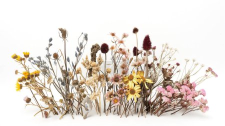 An assortment of dried flowers in various colors and stages of bloom against a white background.