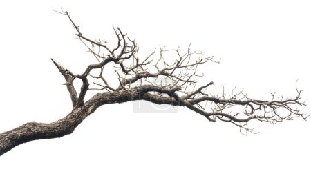 Bare tree branch silhouette against a white background, symbolizing winter or dormancy.