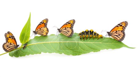 Photo for Monarch butterflies and caterpillar on a green leaf, white background. - Royalty Free Image
