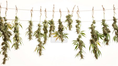 Cannabis branches hanging to dry on a rope against a white background.