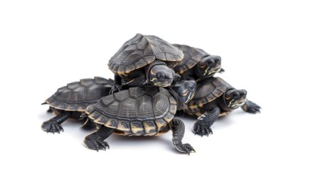 Stack of young turtles climbing on each other, isolated on a white background.