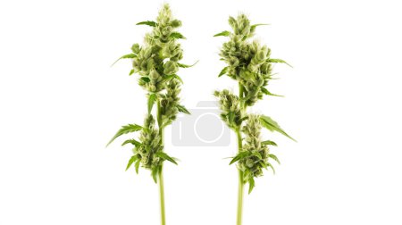 Zwei grüne Blütenstiele der Lammohr-Pflanze vor weißem Hintergrund.