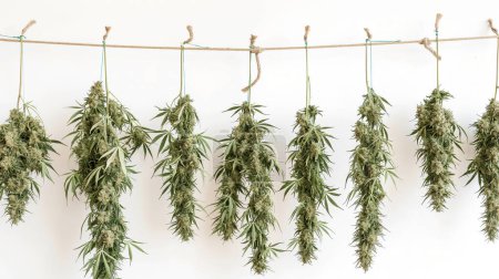 Plantes de cannabis suspendues à l'envers pour sécher sur une corde sur un fond blanc.